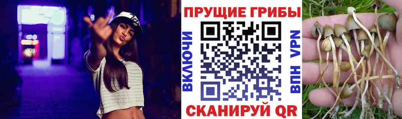 купить   Миасс  Галлюциногенные грибы мицелий 